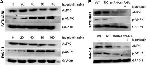 Figure 2 AMPK is constitutively activated by isoorientin.