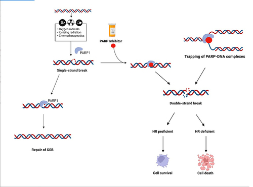 Figure 1 PARP inhibitor, mechanism of action. Chemotherapy, ionizing radiation can promote single-strand breaks (SSB) in the DNA. PARP, through the pathway of base excision repair (BER), is involved in SSB repair. In the presence of a PARP inhibitor the SSB cannot be repaired by BER pathway and can be turned into a double-strand break (DSB). The homologous recombination (HR) pathway is involved in DSB repair. A HR-deficient cell cannot repair DSB, the DSB accumulation is toxic and causes apoptosis and cell death. Created with BioRender.com.
