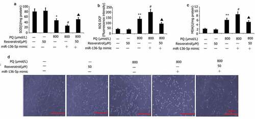Figure 7. Effect of resveratrol plus miR-136-5p mimic on the oxidative stress and morphology of PQ-induced PC12 cells. Transfection of PC12 cells using miR-136-5p mimic was carried out for 24 h in the presence of PQ (800 umol/L) and resveratrol (50 uM). SOD activity and levels of ROS and MDA were determined. PC12 cells morphology was observed by AO/EB analysis, and SOD activity and MDA and ROS levels were determined. The results are expressed as mean ± SEM. *P < 0.05, **P < 0.01 versus the control group and only resveratrol group. #P < 0.05 versus the PQ group. ▲P < 0.05 versus the miR-136-5p mimic + PQ group.