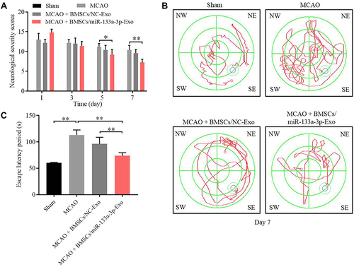 Figure 8 Exosomal miR-133a-3p derived from BMSCs significantly improved the memory capacity of MCAO rats. (A) The neurological severity scores of rats were tested. (B) Morris Water Maze assay was performed to test the memory capacity of rats. (C) The escape latency period of rats were evaluated. *P<0.05, **P< 0.01.