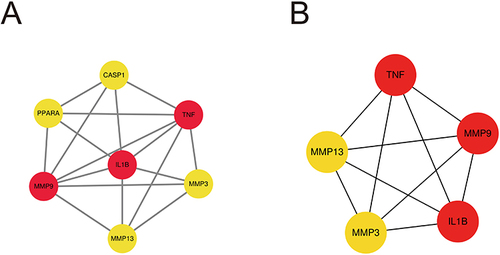 Figure 4 Core DEGs PPI topology analysis.A:The PPI network used Cityscape 3.7.1 software for visual analysis. (B) PPI network of more significant proteins extracted from (A) by filtering 2 parameters: CASP1, CNR2.The redder the target color, the larger the degree, and the yellower the color, the smaller the degree.