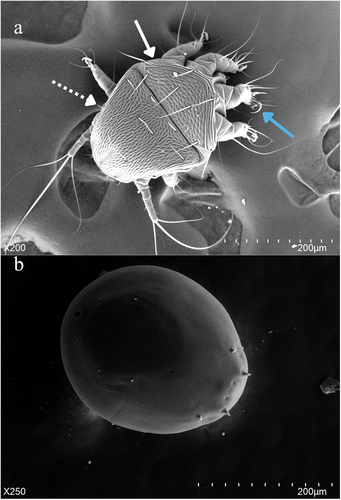 Figure 2. The heteromorphic deutonymphs of Chaetodactylus krombeini. (a) Dorsal view of phoretic deutonymph showing the propodosomal (solid arrow), hysterosomal shields (dashed arrow), and recurved empodial claw (blue arrow). The phoretic deutonymph is highly sclerotized and adapted for harsher environments outside the nest and on the bee host, this morph is non-feeding and has more sensory and attachment organs to secure a bee host for phoresy. (b) The inert deutonymph is a highly regressive morph that is non-feeding and has greatly reduced appendages. The inert deutonymph is adapted for the long latency period that occurs between one bee host generation vacating a nest typically between March and April, and the next generation reusing the nest the following spring.