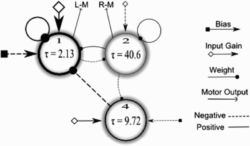 Figure 2. The CTRNN controller used for experimental set-up 1. Circles represent CTRNN nodes with time constants τ i , square-tailed arrows represent bias connections b i , diamond-tailed arrows represent weighted input connections Iw i , normal arrows represent motor outputs z i (L-M, left motor; R-M, right motor) and circle-headed lines represent weighted inter-node connections w ij (including self-connections). Negative connections are depicted as dashed lines, whereas positive connections are solid. The size of the arrows is roughly proportional to the weight strength of the connection, while the line width of the circles is roughly proportional to the decay speed of the node.