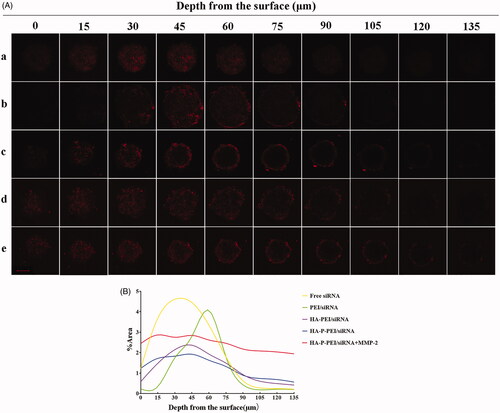 Figure 6. Penetration of nanoparticles into H1975 tumor spheroids. (A) Fluorescence distribution across different depths after being treated with free CY3-siRNA (a), PEI/CY3-siRNA (b), HA-PEI)/CY3-siRNA (c), HA-P-PEI/CY3-siRNA (d), and HA-P-PEI/CY3-siRNA (MMP-2 pretreatment) (e). Magnification: 200×. (B) Semi-quantitative intensity across different sections of H1975 tumor spheroids.