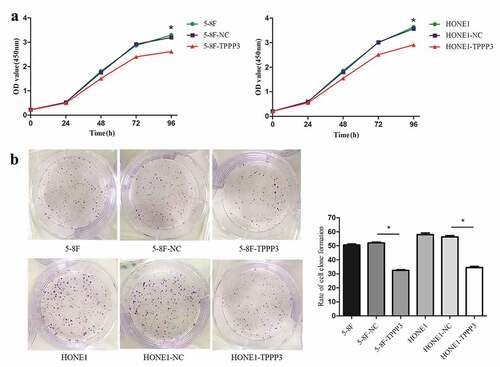 Figure 4. TPPP3 overexpression inhibited NPC cells proliferation