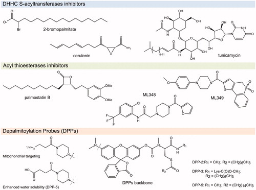 Figure 4. Chemical structures of the S-(de)acylation inhibitors and probes mentioned in this review (see color version of this figure at www.tandfonline.com/ibmg).