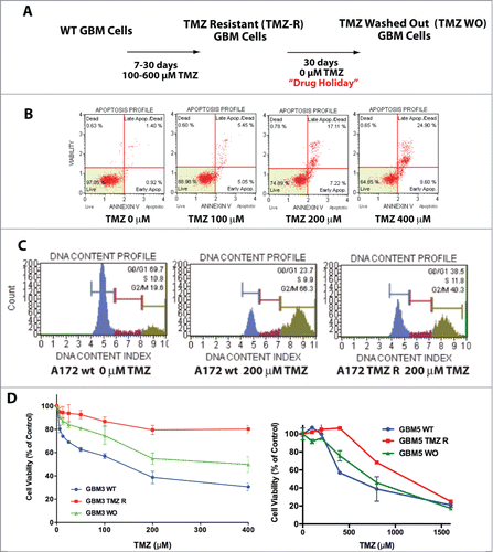 Figure 1. Generation and characterization of TMZ-resistant GBM cells. (A) Flowchart for the generation of TMZ-resistant and wash out GBM cells. (B) Induction of apoptosis by TMZ in the A172 cell line. Apoptosis induced by TMZ cells was determined by annexin V staining. No, or negligible apoptosis was detected after 24 hrs (data not shown) whereas apoptosis was detectable at 48 and 72 hrs. This panel reports the results after 72 hrs. (C) Cell cycle analysis in A172 WT and A172 TMZ R cells. Cells were seeded in 6-well culture plates at a density of 5 × 105 cells/well and grown for 48 hrs in the presence of 200 µM TMZ or without drug (A172 WT only). The result of this analysis shows that 66.3% of the WT and 40.3 % of the TMZ R cells accumulate at G2/M upon treatment with TMZ. This indicates that TMZ R cells are a slow-cycling population that can eventually escape the G2 checkpoint. (D) Drug holiday partially restores TMZ sensitivity in GBM TMZ-R cells. GBM3 and GBM5 TMZ-resistant cells were grown in drug-free medium for at least 30 days (GBM3 and GBM5 WO) and then challenged with TMZ. Cell viability was measured by MTT assay 72 hrs. after treatment. The significance of the difference between WT, TMZR and WO cells is reported in Table S1E: Reversibility of apoptosis resistance in the TMZR GBM 3A cells after TMZ challenge, measured by annexin V staining. GBM 3 TMZR (Panel A) and GBM 3A TMZR were obtained from the same parental culture (GBM3) in 2 biologically distinct experiments of induction of drug resistance with different TMZ concentrations (400 µM for GBM 3 and 200 µM for GBM 3A). Apoptosis was measured after 72 hrs. The observed differences were significant at P < 0.05 (*) or P < 0.01 (**) (Bonferroni post-hoc).