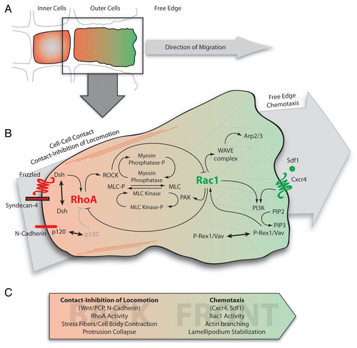 Figure 1 Signal integration through RhoGTPases during collective chemotaxis in neural crest cells. (A) Representation of the border of a neural crest cell group. Cells are polarized according to their cell contacts by a mechanism dependent on CIL.Citation8,Citation10 RhoA and Rac1 activity are shown in red and green respectively. Only outer cells have a free edge and exhibit a clear front-back polarity. Inner cells remain unpolarized. (B) Intracellular signaling integrating inputs from contact-inhibition of locomotion and chemotaxis through small GTPases. At the cell contact N-cadherin/Syndecan-4/PCP (Frizzled-Dsh)/CIL signaling leads to a strong RhoA activity restricting Rac1 at the free-edge. At the back, RhoA/ROCK signaling controls stress fibers formation and cell body contraction in part through regulation of myosin light chain (MLC) phosphorylation. At the front, Rac1 activity controls WAVE/Arp2/3 cascade leading to actin branching and lamellipodium formation/stabilization and antagonizes RhoA impact on MLC via activation of PAK. In addition, Rac1 activity may be amplified by a PI3K/GEFs/Rac1 positive feedback loop downstream of Cxcr4. (C) Summary of the main players involved in establishing and maintaining front and back cell identities. Arp2/3, Actin-related proteins 2/3; Dsh, Dishevelled; PAK, p21-activated kinases; ROCK, Rho-Associated Kinase; WAVE, WASP family verprolin-homologous. Other abbreviations have been described in the text.