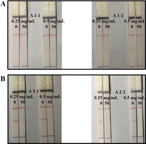 Figure 4. Optimization of the immunochromatographic strip with coating antigen under different reaction ratio and concentration: (A) coating antigen A 1 with different concentration of 0.25 and 0.5 mg/mL, (B) coating antigen A 2 with different concentration of 0.25 and 0.5 mg/mL. Negative sample: the left with 0 ng/mL AOH in PBS; Positive sample: the right with 50 ng/mL AOH in PBS.