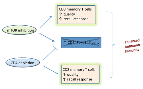 Figure 1. Enhanced antitumor immunity arises from combining mTOR inhibition with CD4+ T cell depletion. Co-administering both mTOR inhibitors and anti-CD4 antibodies to deplete CD4 lymphocytes enhance the formation of CD8+ memory T lymphocytes. The combination is rational because CD4+ T-cell depletion counters the potentially negative impact of mTOR inhibitors that can enhance immunosuppressive Foxp3-expressing regulatory T cells.