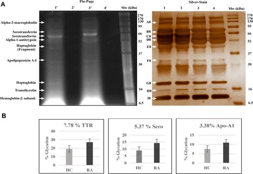 Figure 2 Glycated proteins detection and Identification in RA plasma: (A) Flu-PAGE analysis for detecting glycated proteins in RA plasma: The representative gel image displays glycated proteins identified by Flu-PAGE using RA and HC albumin-depleted plasma pools (n=3 each). Left panel; The representative gel image of Flu-PAGE shows glycated proteins detected in Lane-1ʹ (RA plasma incubated with fluorescein-boronic acid-treated RA-FB), Lane 2ʹ (RA plasma incubated with fluorescein control), Lane-3ʹ (healthy plasma incubated with fluorescein-boronic acid-treated HC-FB) and Lane 4ʹ (healthy plasma incubated with fluorescein control). The arrows indicate glycated proteins fluorescent bands (A8-I8) identified by mass spectrometry (MS). Right panel; shows the silver-stained proteins band of the same Flu-PAGE and loading pattern of the samples (Lanes 1–4). (B) The Flu-PAGE % glycation variation in RA and HC plasma: The fluorescent band intensities represent the percentage (%) of glycation in pooled RA and HC plasma (n=3, each) of the Flu-PAGE obtained from (A). TTR (7.78%), serotransferrin (5.37%), and apolipoprotein-A1 (3.38%) are all determined by the percentage glycation difference measured using three replicates, and the data were analysed by normalizing fluorescence intensities of Flu-PAGE to total intensities of silver-stained same gel by densitometry analysis Image Lab (Bio-Rad).