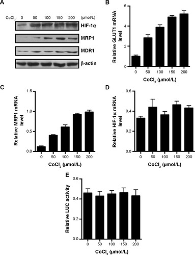 Figure 1 CoCl2 stabilizes HIF-1α and induces MRP1 gene expression in Lovo cells.