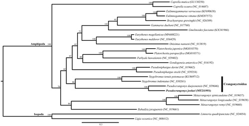 Figure 1. Maximum-likelihood (ML) tree based on the mitogenome sequence of Pseudocrangonyx joolaei (MT211951) with 25 other eumalacostracan species. The bootstrap supports are shown on each node.