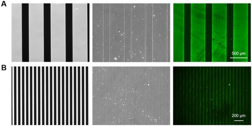 Figure 2 Visualization of the NGF-micropatterned surface. Phase contrast images of the photomask (left) and micropatterned surface formed by photoreactive gelatin with the photomask (middle). Immunofluorescence images of the immobilized NGF (right). The wide (A)- and narrow (B)-patterned substrates were prepared by photomasks with different linear patterns.