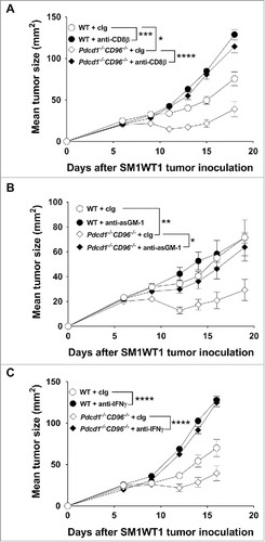 Figure 4. Suppression of SM1WT1 tumor growth in Pdcd1−/−CD96−/− mice requires CD8+ T cells, NK cells and IFNγ. Groups of C57BL/6 WT and Pdcd1−/−CD96−/− mice (n = 7–9/group) were injected s.c with 1 × 106 SM1WT1 melanoma cells on day 0. Some groups of mice were treated i.p on days -1, 0, 7 and 14 with either (A) anti-CD8β or cIg (each 100 µg/mouse) or (B) anti-asGM-1 or cIg (each 50 µg/mouse) or (C) anti-IFNγ or cIg (each 250 µg/mouse). Tumor sizes were determined with caliper square measurements with data represented as mean ± SEM. Experiments were all performed once. Significant differences between tumor sizes at day (A) 18, (B) 19 and (C) 16 were determined by one-way ANOVA with Bonferroni's post-test analysis (*p<0.05; **p<0.01; ***p<0.001; ****: p<0.0001).