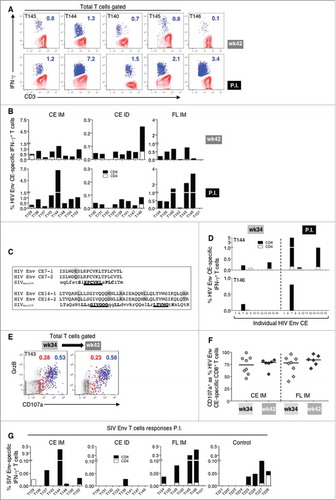 Figure 6. Cellular responses to HIV Env CE upon SIVmac239 infection.(A) Contour plots showing the frequency of HIV Env CE-specific IFN-γ+ T cells two weeks before challenge (week 42) and at peak postinfection in five animals with anamnestic responses. (B) Graphs showing the frequency of HIV Env CE-specific CD4+ (open bar) and CD8+ (black bar) IFN-γ+ T cell responses from all the vaccinated macaques at week 42 and peak postinfection. (C) Amino acid sequence alignment of HIV Env CE 7 and CE14 and corresponding sequences in SIVmac239 Env shows high degree of identity. Grey shading indicates the toggle AA difference between CE7-1 and CE7-2 (1 AA) and between CE14-1 an CE14-2 (5 AA). (D) Graphs showing the mapping of the individual HIV Env CE-specific T cell responses before and after infection in one representative animal from the CE IM (T144; peak P.I.) and the FL IM (T146; week 8 P.I.) vaccine groups. (E) Contour plots showing the HIV Env CE-specific cytotoxic (GrzB+ CD107a+) CD4+ (red dots) and CD8+ (blue dots) T cells (blue dots) from a representative animal (macaque T143) at week 34 and week 42 (2 and 10 weeks after the last vaccination). (F) Percentage of cytotoxic HIV Env CE-specific cytotoxic CD107a+ IFN-γ+CD8+ T cells at week 34 and week 42 for all the animals in the CE IM (left panel) and FL DNA (right panel) vaccine groups. (G) Graphs showing the frequency of SIV Env-specific CD4+ (open bar) and CD8+ (black bar) IFN-γ+ T cell responses from all the the animals, including the controls, analyzed at peak postinfection.