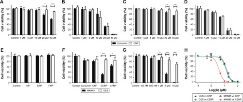 Figure 3 Cell viability of MKN45 (A) before and (B) after PDT, and cell viability of GES (C) before and (D) after PDT. In (A–D), the filled and unfilled columns represent cells treated with curcumin only and CNP, respectively. Cell viability after PDT on MKN45 and GES cells utilizing nanoparticles (E) in the absence of curcumin and (F) in the presence of 5 μM curcumin. The concentrations of nanoparticles in (E) and (F) were the same. (G) Dose dependence of cell viability of MKN45 after CENP-PDT. In (E–G), the filled and unfilled columns represent MKN45 and GES, respectively. (H) Determination of IC50. *p<0.05, **p<0.01, and ***p<0.001.Abbreviations: CENP, curcumin-encapsulated and EGF-conjugated chitosan/TPP nanoparticles; CENP-PDT, curcumin-encapsulated and EGF-conjugated chitosan/TPP nanoparticles with photodynamic therapy; CFNP, curcumin-encapsulated folate-conjugated chitosan/TPP nanoparticles; CNP, curcumin-encapsulated chitosan/TPP nanoparticles; EGF, epidermal growth factor; ENP, EGF-conjugated chitosan/TPP nanoparticles; FNP, folate-conjugated chitosan/TPP nanoparticles; GES, human gastric epithelial mucosa (non-cancer) cell line; MKN45, human gastric cancer cell line; NP, chitosan/TPP nanoparticles; PDT, photodynamic therapy; TPP, tripolyphosphate.