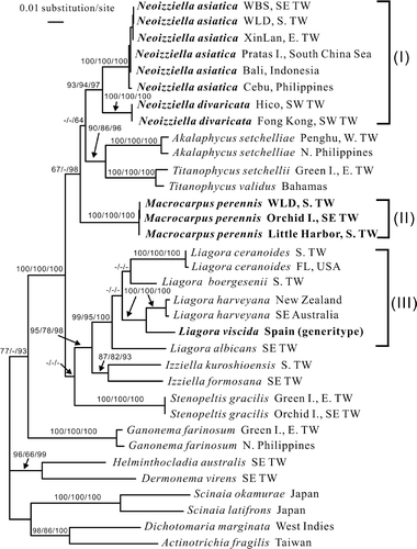 Fig. 1. RbcL phylogeny: ML tree (ln L = –10165.9564) of the proposed new genera Neoizziella and Macrocarpus from the northwestern Pacific Ocean, using a selection of the related genera within the families Liagoraceae, Scinaiaceae and Galaxauraceae. Numbers above branches are ML bootstrap values, MP bootstrap values and Bayesian posterior probabilities in %, respectively. A dash indicates support values <50%.