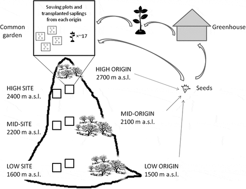 Figure 3. Schematic representation of the reciprocal sowing and transplanting experiments. Seeds were collected from established populations at the low, mid- and high elevation belts of Polylepis australis distribution range in the mountains of central Argentina (i.e. low, mid- and high origins). Saplings were produced under greenhouse conditions. Seeds and saplings from all origins were established at three elevation sites (low, mid- and high sites) within two common gardens protected from livestock. At each site, eight sowing plots were distributed in both common gardens. Each sowing plot corresponding to one mother per origin had 500 seeds. Nearly 17 saplings from a variable number of mother plants per origin were established in each common garden