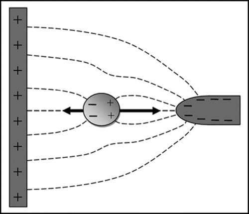 Figure 4 Principle of dielectrophoresis. The dashed lines represent electric field lines. A dipole is induced by the electric field in the particle, and a force is exerted on the induced charges on both sides of the particle. Because the electric field strength is stronger near the smaller electrode on the right than near the larger electrode on the left the particle will experience a net force, pulling the particle towards the smaller electrode. If the charges on the electrodes are reversed the distribution of charges in the dipole will also reverse; dielectrophoresis will therefore occur in both AC and DC electric fields. If the surrounding medium is more polarisable than the particle the net force will be in the opposite direction (negative dielectrophoresis rather than the positive dielectrophoresis depicted in Figure 4).