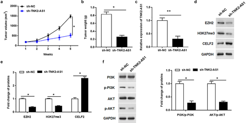 Figure 6. Silencing TNK2-AS1 suppressed AML tumorigenesis in vivo. AML cells stably transfected with sh-NC or sh-TNK2-AS1 were injected into nude mice (a) Tumor volume was calculated every week after inoculation. (b) Tumor weight was weighted in mice. (c) the expression of TNK2-AS1 was measured by RT-qPCR. (d and e) the protein expression of EZH2, H3K27me3 and CELF2 was measured with Western blotting. (f) the levels of p-PI3K and p-Akt expression in mice was detected by Western blot assay. *P < 0.05 vs control group.