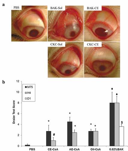 Figure 4. Main outcomes regarding ocular toxicity and tolerance of CE-CsA. (a) Microphotographs of typical clinical features of rabbit eyes after 15 instillations at 5-min interval of 0.002% CKC or 0.02% BAK containing in a solution (sol) or a CE.Citation75 (b) Draize test score calculated at different time points (75 min, 4h and 1 day) after 15 instillations of CE-CsA, AE-CsA, Oil-CsA or 0.02% BAK. * p < .02 compared to PBS and p < .004 compared to 0.02% BAK. # p < .01 compared to AE-CsA, Oil-CsA, and 0.02% BAK. ♦ p < .0001 compared to PBS. $ p = .0003 compared to PBS, CE-CsA, AE-CsA, and Oil-CsA groups.Citation56 (Adapted from reference Citation56).