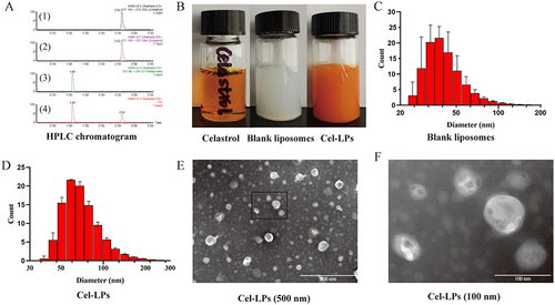 Figure 1 The preparation and characterization of Cel-LPs. (A) The HPLC chromatogram of Celastrol, (B) The appearance of Celastrol solution, Blank liposomes and Cel-LPs, (C) and (D) Size distribution of Blank liposomes and Cel-LPs, (E) and (F) Transmission electron microscopic image of Cel-LPs.
