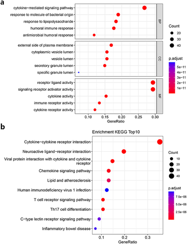 Figure 3 Results of GO and KEGG enrichment analysis of DEIRGs. (a) GO bubble plot; (b) KEGG pathway bubble plot. The red and blue dots represent corrected p-values, and the radius size of the dots represents gene counts.