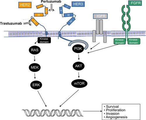 Figure 1 Schema outlining the activation of the human epidermal growth-factor receptor 2 pathway and antibody blockade by trastuzumab and pertuzumab.