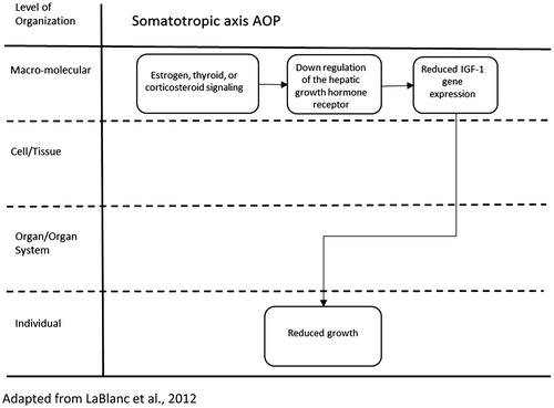 Figure 8. AOP for somatotropic axis modulation leading to decreased growth.