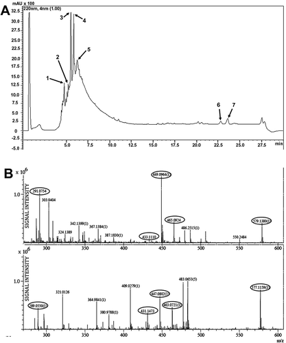 Figure 3. Ultrahigh-performance liquid chromatography (UHPLC) and mass spectrometry analyses of PM-MeOH extract. (A) UHPLC chromatogram for PM-MeOH extract. (B) LCMS-IT-TOF analyses. Representative PM-MeOH extract spectrum at a retention time of 4.8 min.