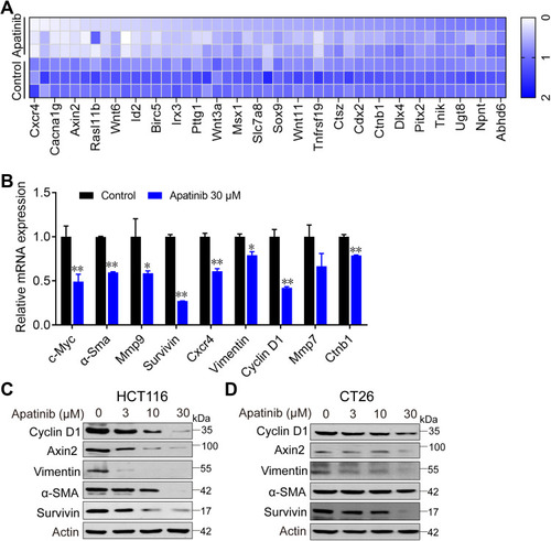 Figure 4 Apatinib inhibited the β-catenin pathway. Apatinib decreased mRNA and protein levels of endogenous β-catenin target genes in HCT116 and CT26 cells. HCT116 cells were treated with 30 μM apatinib for 24 h, and different expression genes were analyzed by RNA-seq. mRNA levels of β-catenin target genes were analyzed (A) and further confirmed by RT-PCR (B). Data shown represent the mean of three independent RT-PCR reactions, graphed as relative expression level compared to that of DMSO-treated control. (C and D) The effects of apatinib on β-catenin target gene products in HCT116 (C) and CT26 cells (D) were examined through Western blot analyses. The level of β-actin was used as a loading control. Data are expressed as means ± SEM of three experiments. *P < 0.05, **P < 0.01 vs control group.