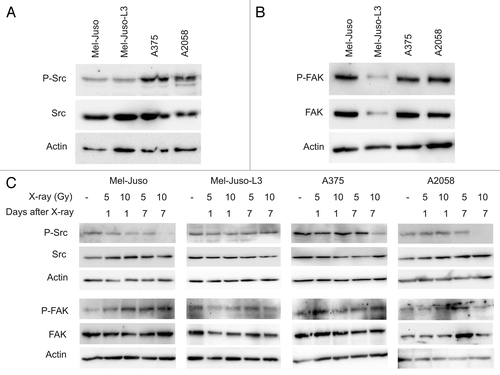 Figure 7. Representative western blots showing Src and FAK phosphorylation in untreated or irradiated melanoma cell lines. Cells were lysed, followed by protein quantification using BCA protein assay. Protein extracts were subjected to SDS-PAGE, western blotting and immunodetection using specific antibodies. Immundetection of the phospho-specific antibodies was followed by stripping and reprobing with anti-Src or anti-FAK. A polyclonal actin antibody was used to verify equal protein amount. For each cell line at least three independent protein samples were analyzed. (A) P-Src and Src kinase in untreated melanoma cells. (B) P-FAK and FAK in untreated melanoma cells. (C) P-Src/Src and P-FAK/FAK in irradiated (5 and 10 Gy, 1 d and 7 d after X-ray) melanoma cells.