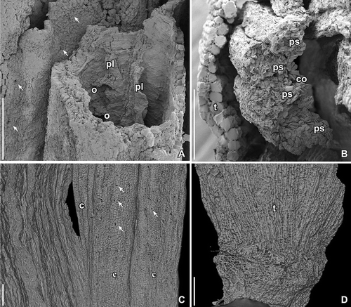 Figure 2. SEM images (A, B) and SRXTM surface renderings (C, D) of Kenilanthus marylandensis gen. et sp. nov., details of the flower from the Early Cretaceous (early–middle Albian) Kenilworth locality, Maryland, USA; holotype and only specimen (PP54087; sample Kenilworth 174). A. Broken carpel revealing the locule and two placental flanges (pl) extending along the ventral suture; immature ovules (o) are borne along each placental flange; note abundant stomata (arrows) on surface of adjecent carpel. B. Broken stamen showing cross-section of anther with two thecae, each with two pollen sacs (ps); note the connective (co) positioned toward the inside of the flower and the broad broken tepal (t) toward the outside of the flower; note striation on surface of tepals formed by the bulging elongated cells. C. Outer surface of carpels (c) with abundant stomata (arrows). D. Basal part of flower showing one broad tepal (t) and possible scar or scars below. Scale bars – 100 µm.