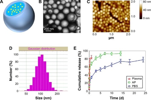 Figure 2 Characterization of DEX-NPs.Notes: (A) Fabrication of DEX-NPs. Schematic representation of the nanoparticle structure: DEX (yellow balls) was encapsulated in the nanoparticles (light blue sphere) modified with PEG (gray ball shell). (B) Representative transmission electron microscopy image. (C) Two-dimensional nanoparticle image of atomic force microscopy. (D) Size distribution determined by dynamic light scattering. (E) In vitro release of DEX from DEX-NPs in PBS (pH 7.4), rat plasma, and AP (pH 7.4) (mean ± SD; n=3).Abbreviations: AP, artificial perilymph; PBS, phosphate buffered saline; PEG, polyethylene glycol; d, days; DEX-NPs, dexamethasone-loaded polyethylene glycol-coated polylactic acid stealth nanoparticles; DEX, dexamethasone; SD, standard deviation; n, number.