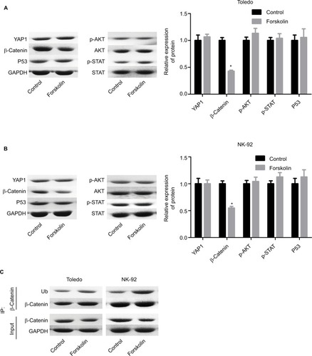 Figure 2 Forskolin reduced β-catenin expression while it increased its ubiquitination.Notes: Toledo and NK-92 cells were incubated with 0, 20, 40, 80, or 160 μM of forskolin for 48 hours, then (A, B) Western blotting was recruited to determine the expression of YAP1, β-catenin, AKT, p-AKT, STAT, and p-STAT, and (C) IP assay was used to examine the expression of ubiquitin, which binds to β-catenin protein. (n=3, *P<0.05, forskolin group vs control group).Abbreviations: GAPDH, glyceraldehyde 3-phosphate dehydrogenase; IP, immunoprecipitation; STAT, signal transduction and transcriptional activator; YAP, Yes-associated protein.