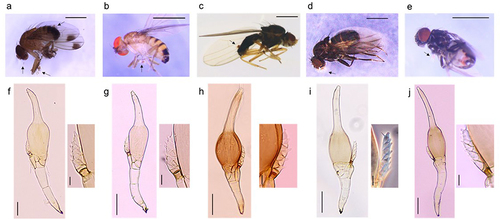 Figure 1. Host drosophilid species (a-e) and parasitic Stigmatomyces species (f-j). (a) D. suzukii, (b) D. rufa, (c) Scaptomyza graminum, (d) Scaptodrosophila subtilis, (e) Scaptodrosophila coracina, (f) S. majewskii on D. suzukii, (g) S. majewskii on D. rufa, (h) S. scaptomyzae on Scaptomyza graminum, (i) S. scaptodrosophilae on Scaptodrosophila subtilis, and (j) S. scaptodrosophilae on Scaptodrosophila coracina. Arrows indicate the Stigmatomyces infection on flies in a-e. The appendage is enlarged in inserts of f-j. The phase contrast view is shown in i and j (insert). Scales: 1 mm in a-e, 50 μm in f-j, 10 μm in the inserts.