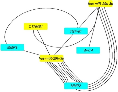 Figure 8 The network interaction analysis between has-miR-29b-3p and has-miR-29c-3p with their targets.Note: has-miR-29b-3p and has-miR-29c-3p have strong interactions with TGF-β1, MMP2, MMP9, CTNNB1, and Wnt4 genes.