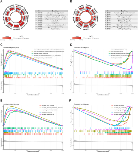 Figure 6 GO, KEGG, and GSEA functional enrichment analysis between different risk groups. (A) GO function enrichment of the signature. (B) KEGG pathway enrichment of the signature. (C and D) GSEA analysis of the signature in “Reactome” gene sets. (E and F) GSEA analysis of the signature based on “Hallmark” gene sets.