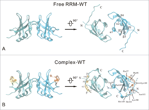 Figure 1. Cartoon representation of the free RRM domain (A) and the RNA-binding complex (B) systems. Two RRM domain (chain A and chain B) are colored cyan and blue, respectively. Chain P and chain Q of RNA are colored yellow and orange, respectively. The secondary structure elements are labeled on the free RRM domain. The important RNA-binding residues are highlighted in stick model, and the nucleotides are labeled on the RNA-binding complex.