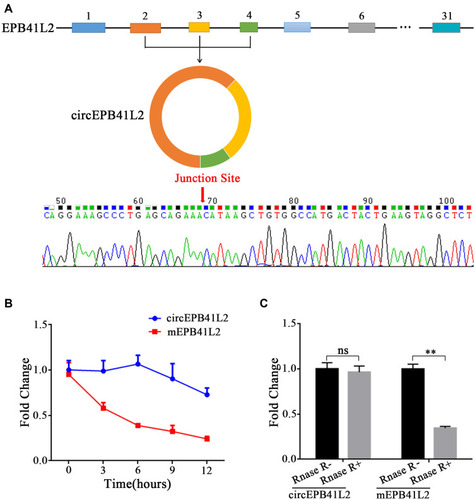 Figure 2 Characteristics of the circular RNA circEPB41L2. (A) Schematic diagram shows the genomic region and the reverse splicing of circEPB41L2. The presence of circEPB41L2 was validated by qRT-PCR followed by Sanger sequencing. (B) qRT-PCR analysis of the abundance of circEPB41L2 and EPB41L2 mRNA in SMMC-7721 cells treated with actinomycin D at specified time points. (C) qRT-PCR analysis of circEPB41L2 and EPB41L2 mRNA abundance in SK-Hep-1 cells treated with RNAse R. The statistical significance between two groups was analyzed by t-test. **p < 0.01, ns: no statistical significance.
