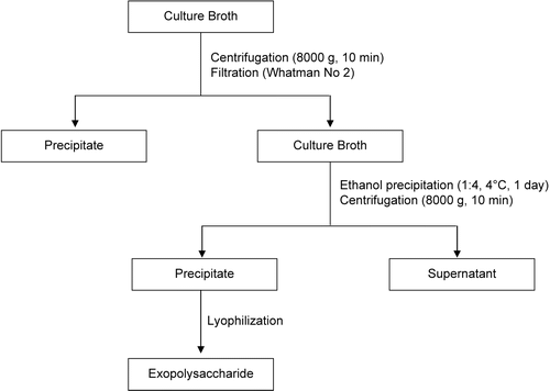 Figure 1.  The recovery process of exopolysaccharides from a submerged culture of mushroom isolates.