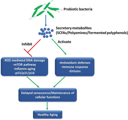 Figure 2. Probiotics can influence the process of senescence. The secretory metabolites of probiotic bacteria such as polyamines, SCFAs or probiotic-fermented polyphenols could affect different aspects of cell senescence including cell cycle regulators, oxi-inflammatory stress, mTOR pathway and immune activation that may delay the initiation of senescence program leading to the augmentation of healthy aging.