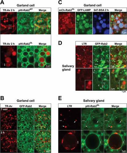 Figure 9. Rab2 is present on the limiting membranes of LEs and lysosomes. (A to E) High-magnification single optical sections (live imaging) through cortical garland cells (A to C) or cortical salivary gland cells from L3 larvae (D and E). (A) Garland cells from larva overexpressing wild-type pHluorin-Rab2 (top) or gain-of-function pHluorin-Rab2Q65L (bottom) pulsed with TR-avidin (3 min) and chased for 2 h. (B) Garland cells from larva expressing GFP-Rab2 under endogenous promoter regulation, incubated for 7ʹ with TR-avidin (top), or pulsed for 3 min with TR-avidin and chased for 2 h (bottom). (C) Garland cell from larva overexpressing gain-of-function mCherry-Rab2Q65L and expressing GFP-LAMP under control of the αTub84B promoter, pulsed with A647-BSA (3 min) and chased for 2 h. (D) Salivary gland cells from larva expressing GFP-Rab2 under endogenous promotor regulation, stained with LysoTracker Red (LTR). GFP-Rab2 labels LTR-positive lysosomal tubules (top, open arrowheads) and membranes of LTR-positive lysosomal vacuoles (bottom, closed arrowheads). Inset shows a pair of adjacent LTR and GFP-Rab2-positive vacuoles at higher magnification. The strongly GFP-Rab2-labeled, LTR-negative structures are mostly Golgi bodies (arrows). (E) Salivary gland cells from larva overexpressing gain-of-function pHluorin-Rab2Q65L, stained with LTR. Top, Tangential section of the basolateral gland surface. The limiting membranes of smaller LTR-positive lysosomal vacuoles (arrows) and lysosomal tubules extending from them (open arrowheads) are labeled with pHluorin-Rab2Q65L. Bottom, Giant lysosomal vacuole containing strongly LTR-labeled internal vesicles. The limiting membrane is labeled with pHluorin-Rab2Q65L (arrowheads). Plane of section deeper within the gland cytoplasm compared to top.