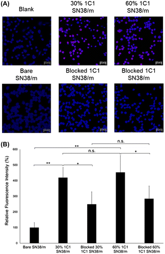 Figure 8. (A) Fluorescence microscopy images of PC3 cells (blue) after 10 min treatment of Cy5-labeled SN38-loaded micelles (red) installed with 30% or 60% 1C1 Fabs-linker prepared with PEG23 cross-linker. Cells nuclei were stained with Hoechst (blue). Scale bar: 50 μm. (B) Average fluorescence intensity of each cell normalized to bare micelles. Data are shown as average ± SD from four different images, and compared with Tukey-Kramer test. * p < 0.05; ** p < 0.01; n.s.: not significant.