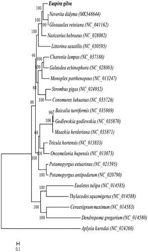Figure 1. Maximum likelihood tree based on PCGs of mitochondrial genomes of Euspira gilva (MN419026) and Baicalia turriformis (NC_035869), Godlewskia godlewskia (NC_035870), Maackia herderiana (NC_035871), Galeodea echinophora (NC_028003), Potamopyrgus antipodarum (NC_020790), Potamopyrgus estuarinus (NC_021595), Littorina saxatilis (NC_030595), Glossaulax reiniana (NC_041162), Naticarius hebraeus (NC_028002), Tricula hortensis (NC_013833), Oncomelania hupensis (NC_013073), Charonia lampas (NC_037188), Monoplex parthenopeus (NC_013247), Conomurex luhuanus (NC_035726), Strombus gigas (NC_024932), Ceraesignum maximum (NC_014583), Dendropoma gregarium (NC_014580), Eualetes tulipa (NC_014585), Thylacodes squamigerus (NC_014588), Neverita didyma (MK548644) and Aplysia kurodai (NC_0242603) is used as an outgroup.