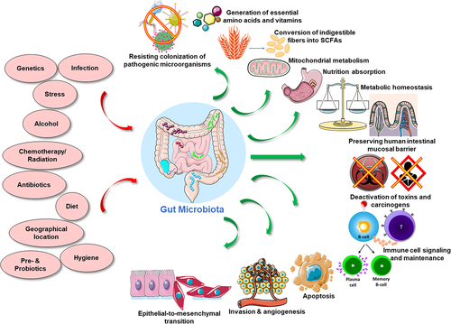 Figure 1. An overview on the plethora of factors that regulate the gut microbiota and, subsequently, its downstream physiological functions. The gut microbes are critical for maintaining host health as they regulate a multitude of systemic functions as well as the immune system and, thus, confer a protective role against pathogens and carcinogens. The red arrows depict the regulatory impact of the different factors on the host microbiota. The green arrows denote the effect of the gut microbiota on the various functions within the host that help to maintain health of the subject.