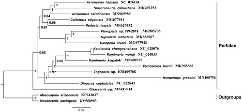Figure 1. Phylogenetic analyses of A. carolinensis based on the PCG12R matrix (including PCGs first and second codons and two rRNAs) from 16 species of Perlidae and two species of Nemouridae by Bayesian inference (BI) method. The NCBI accession number for each species is indicated after the scientific name.