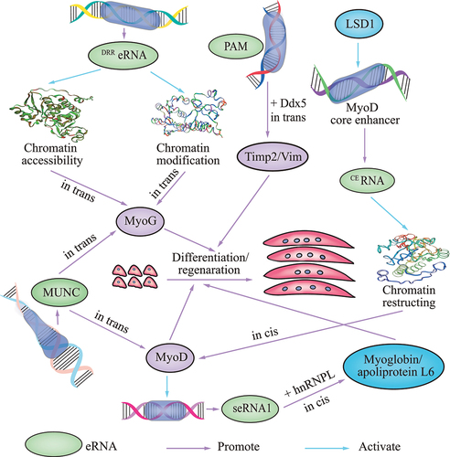 Figure 3. Schematic showing the role of eRNAs in skeletal muscle development. the various eRNAs that regulate the differentiation and regeneration of myoblasts are in green font.