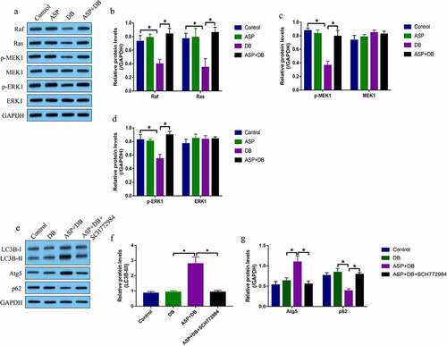 Figure 3. ASP activated the MEK/ERK pathway to trigger cell autophagy. We performed western blot analysis to examine the expression status of (a-d) Raf, Ras, p-MEK1, MEK1, p-ERK1 and ERK1, and (e-g) LC3BII/I ratio, Atg5 and p62 in the hepatocytes. Each experiment had 3 repetitions, and * P < 0.05